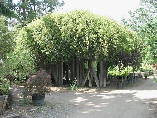 California Nursery Co. Water Tower Foundation