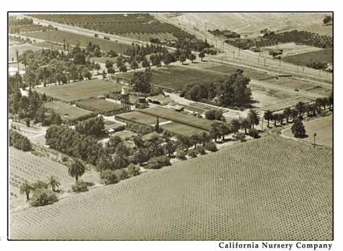 Aerial photograph of the California Nursery