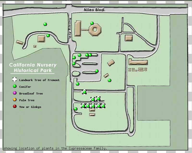 California Nursery Company tree inventory map