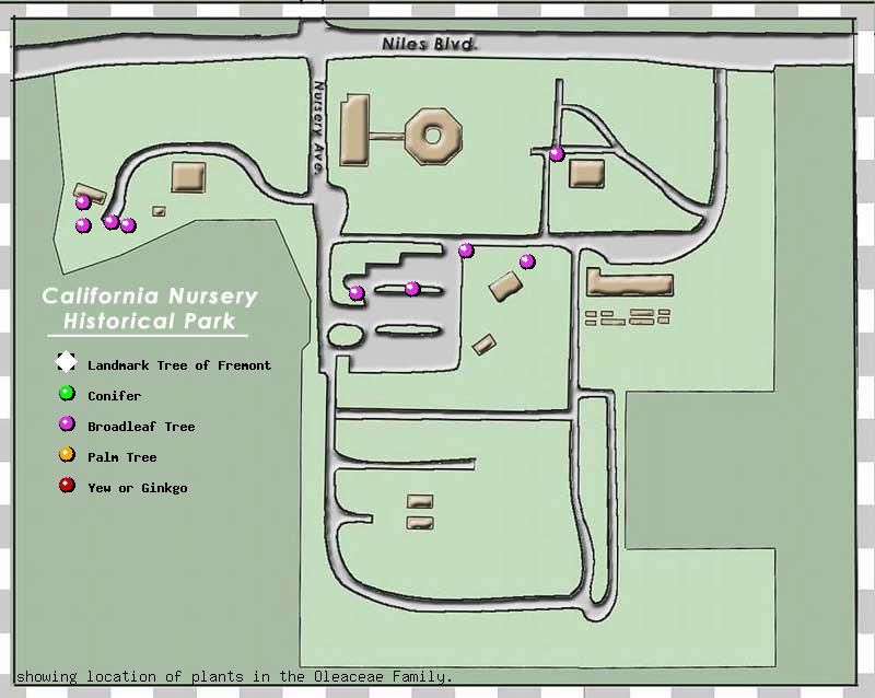 California Nursery Company tree inventory map