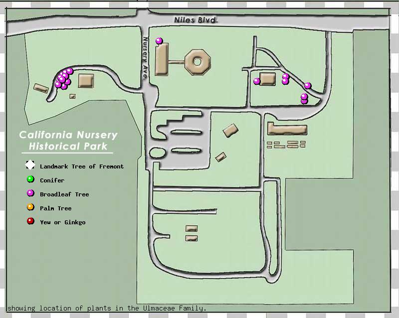 California Nursery Company tree inventory map