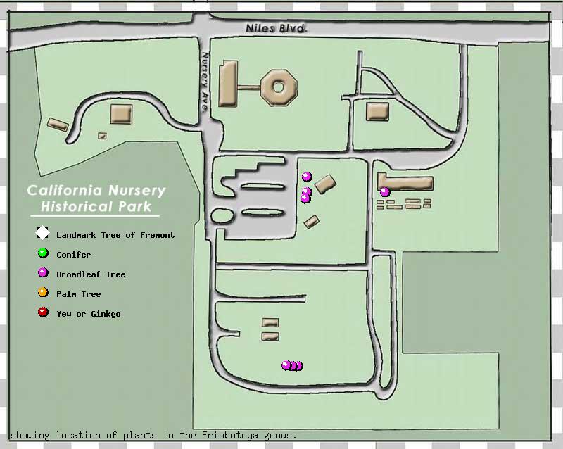 California Nursery Company tree inventory map