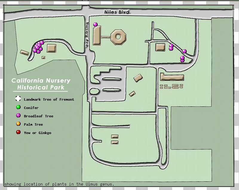 California Nursery Company tree inventory map