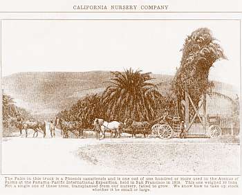 Moving palms for the 1915 Panama-Pacific International Exposition in San Francisco