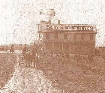 California Nursery Company.